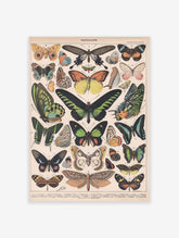 Papillons Poster by Adolphe Millot, Adolphe Millot Butterfly Print