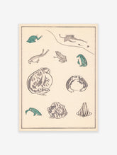 Japanese Frog Poster, Japanese Frog Varieties Print