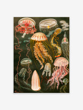 Jellyfish Poster, Vintage Jellyfish Print