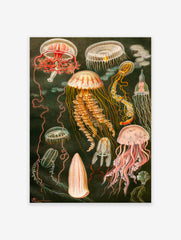 Jellyfish Poster, Vintage Jellyfish Print