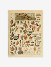 Sea Creatures Poster by Adolphe Millot, Adolphe Millot Print