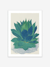 Botanical illustration print of an agave plant with large green and blue succulent leaves on a white background