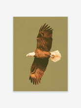Bald eagle in flight with brown wings and white head on olive background, wildlife poster