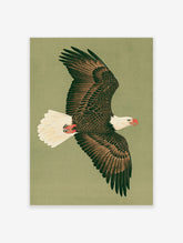 Bald eagle in flight with dark brown wings, white head, yellow beak, and red talons on a green background
