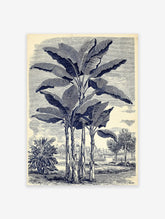 Vintage banana plant botanical illustration art print in blue and cream with detailed leaves and a landscape background.