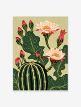 Botanical illustration of a green cactus with large pale pink flowers and red buds against a beige background