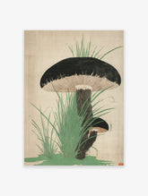 Botanical illustration of two dark-capped mushrooms with gills and green grass on a light background
