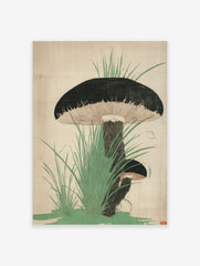Botanical illustration of two dark-capped mushrooms with gills and green grass on a light background