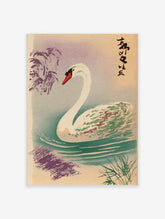 Elegant white swan with red beak swimming in water with ripples, Japanese text, and purple reeds