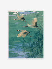 Three flying cranes with red heads and black wing tips over a teal and blue pond with reeds