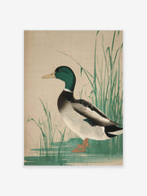 Mallard duck art print with green head standing beside tall reeds in Japanese woodblock style