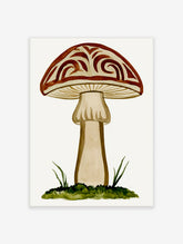 Ornate red and cream mushroom illustration with swirls, green grass, on white background