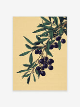 Botanical illustration of an olive branch with dark olives and green leaves on a textured light yellow background.
