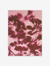 Pink botanical rose leaf poster with soft-focus floral silhouettes on a blush background