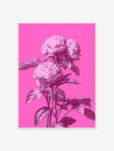 Pink peony botanical illustration with three large blooms on a hot pink background
