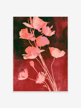 Pink poppy flower art print with watercolour petals and stems on a deep red background