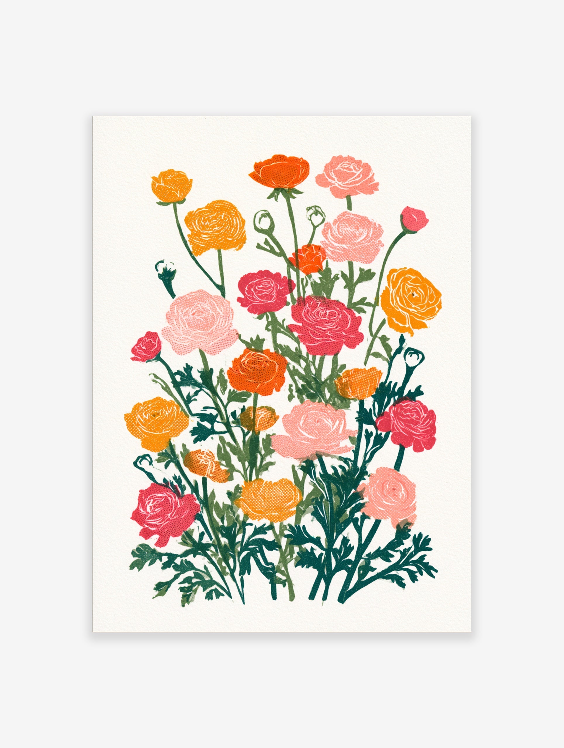 Botanical illustration of vibrant pink, orange, and yellow Ranunculus flowers with green leaves on a white background