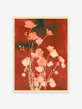 Coral-pink flowers on slender stems against a deep red background, botanical art print