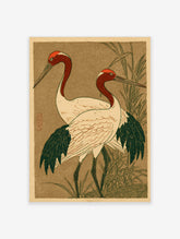 Japanese illustrative print of two red-headed cranes with white bodies and dark wings, standing in green reeds