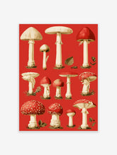 Red mushroom wall art with detailed botanical illustrations of fly agarics and field mushrooms on a red background