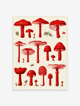 Red mushroom illustration art print with varied fungi shapes and detailed gills on cream background