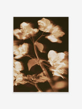 Sepia bougainvillea blossom clusters with slender stems on a dark background, soft-focus floral art print
