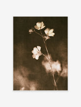 Sepia flower stem with pale blooms and blurred petals on a dark grainy background