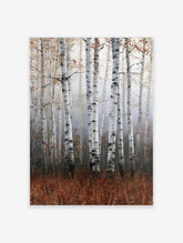 Silver birch forest with white bark and rust-coloured autumn grass in a misty woodland setting