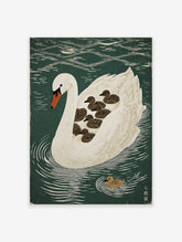 White swan carrying six brown cygnets on its back on dark green water, with one cygnet swimming nearby, in a woodblock print