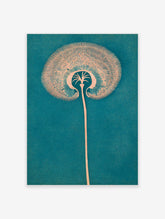 Teal dandelion seed head poster with pale peach filaments and dotted background