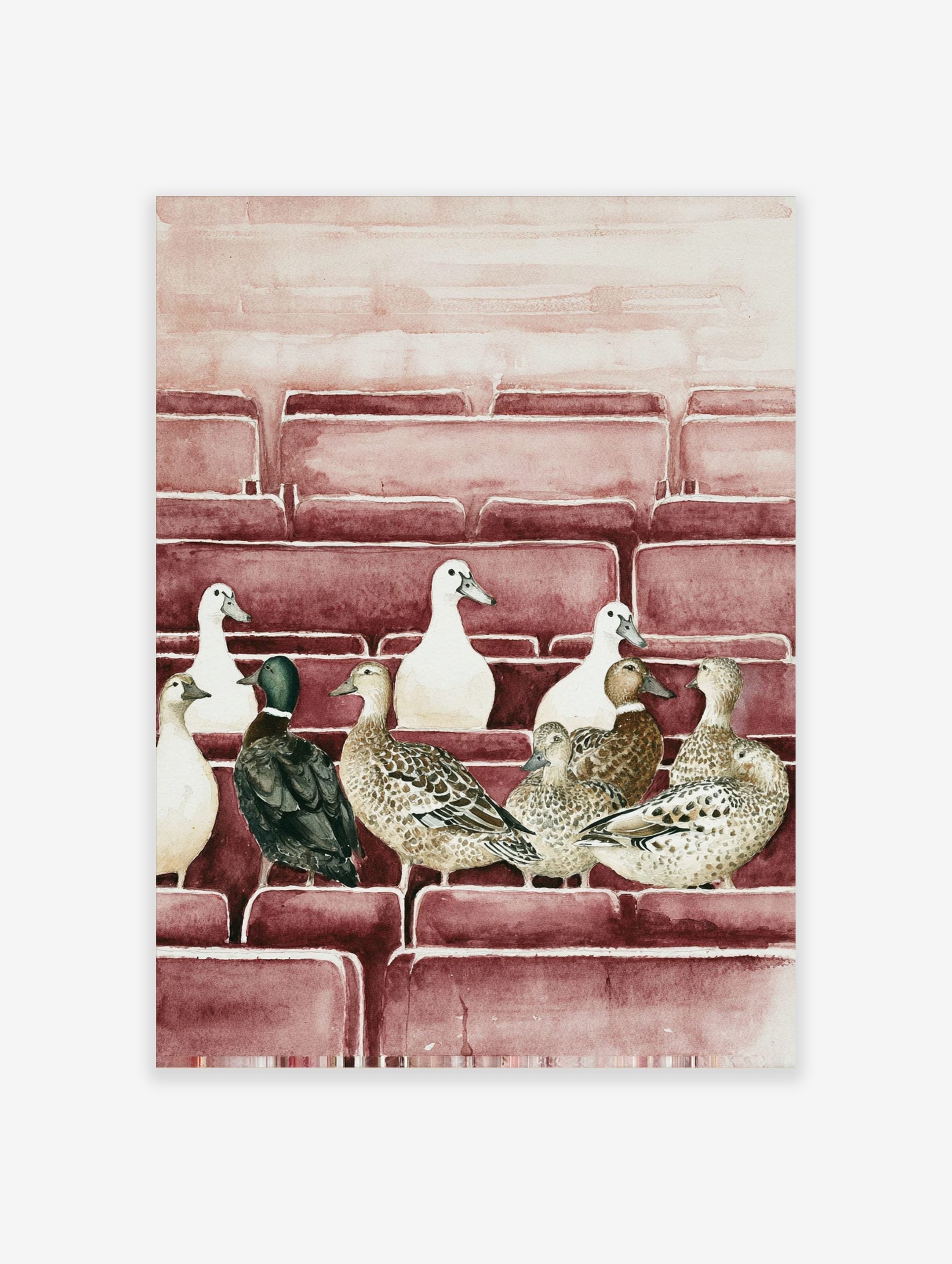 Watercolour illustration of multiple ducks (white, brown, green-headed) sitting in rows on reddish-brown tiered seating