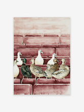 Watercolour illustration of multiple ducks (white, brown, green-headed) sitting in rows on reddish-brown tiered seating