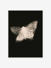 White moth with translucent wings glowing against a black background, insect art print