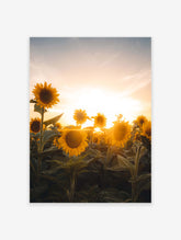 Sunflower Poster, Sunflower Photo Print