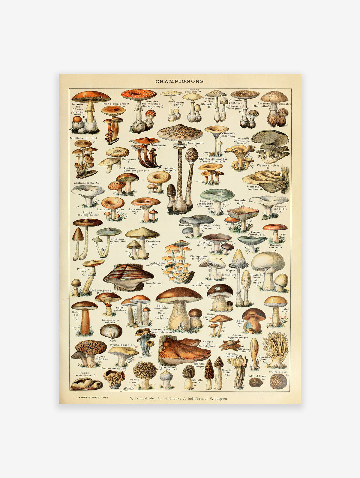 Mushroom Poster by Adolphe Millot, Adolphe Millot Print