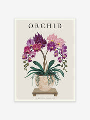 Orchid Flower Poster