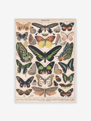 Papillons Poster by Adolphe Millot, Adolphe Millot Butterfly Print