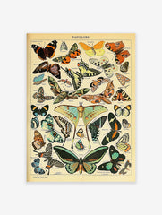 Papillons Poster by Adolphe Millot, Adolphe Millot Print