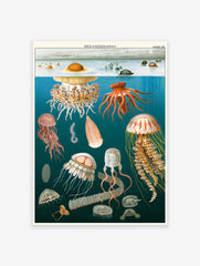 Vintage Jellyfish Poster, Retro Sealife Print