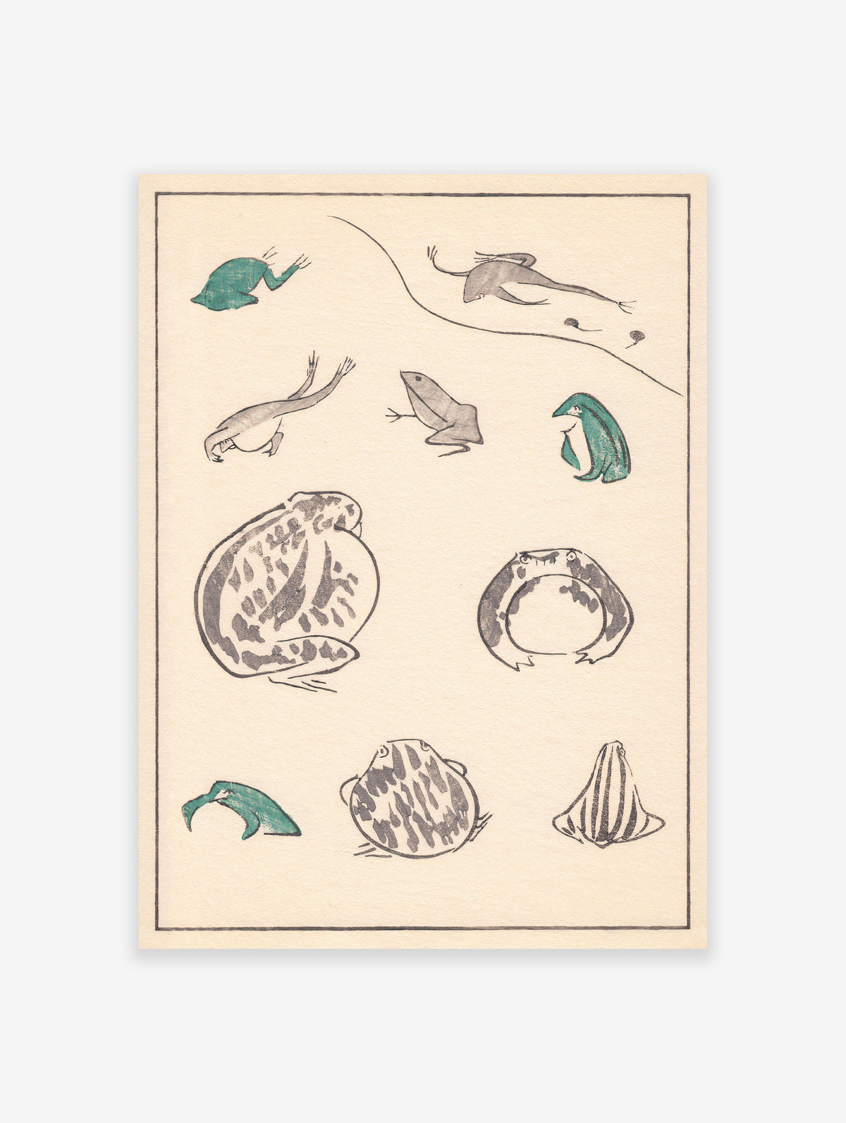 Japanese Frog Poster,  Japanese Frog Varieties Print