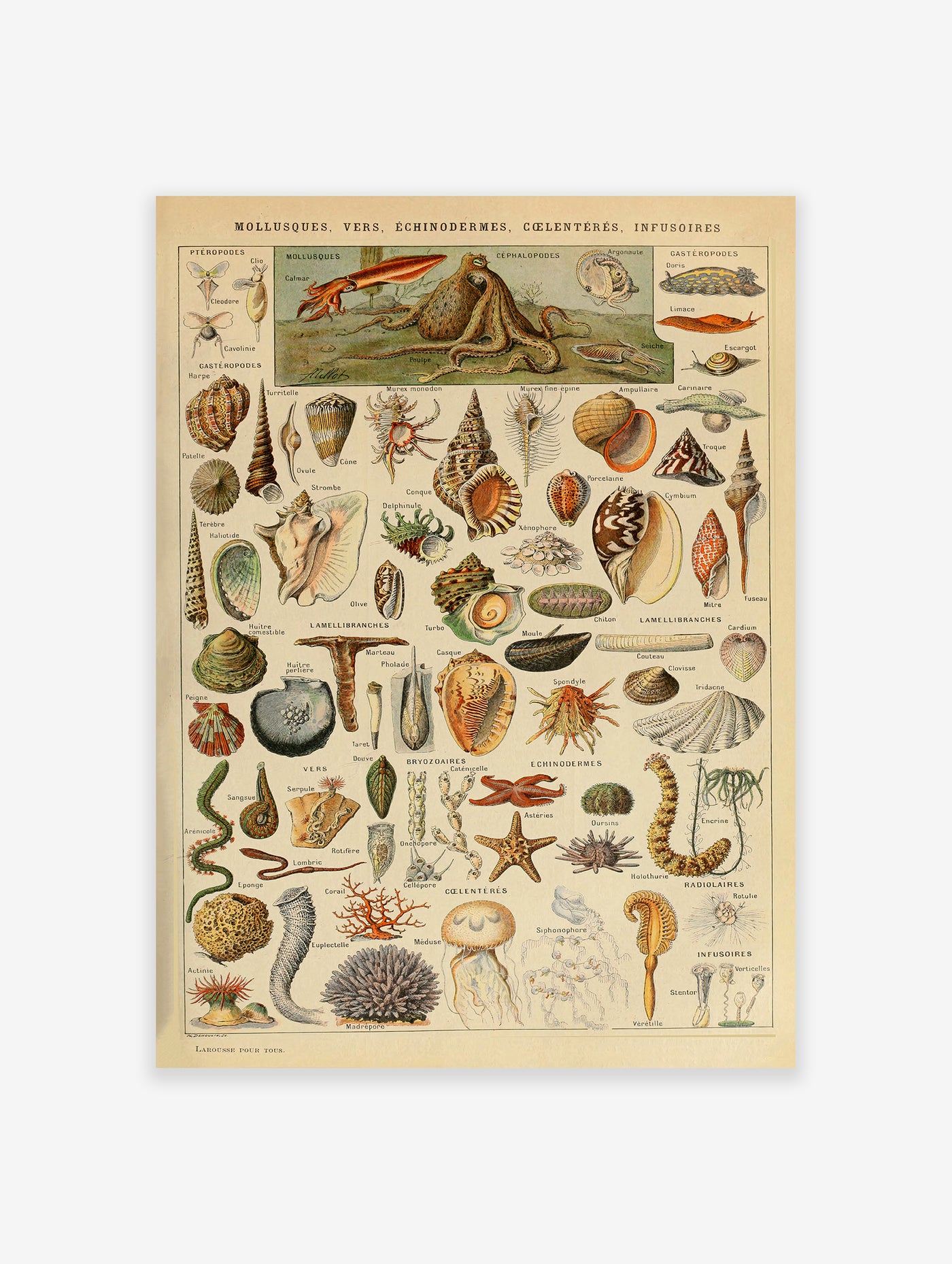 Sea Creatures Poster by Adolphe Millot, Adolphe Millot Print