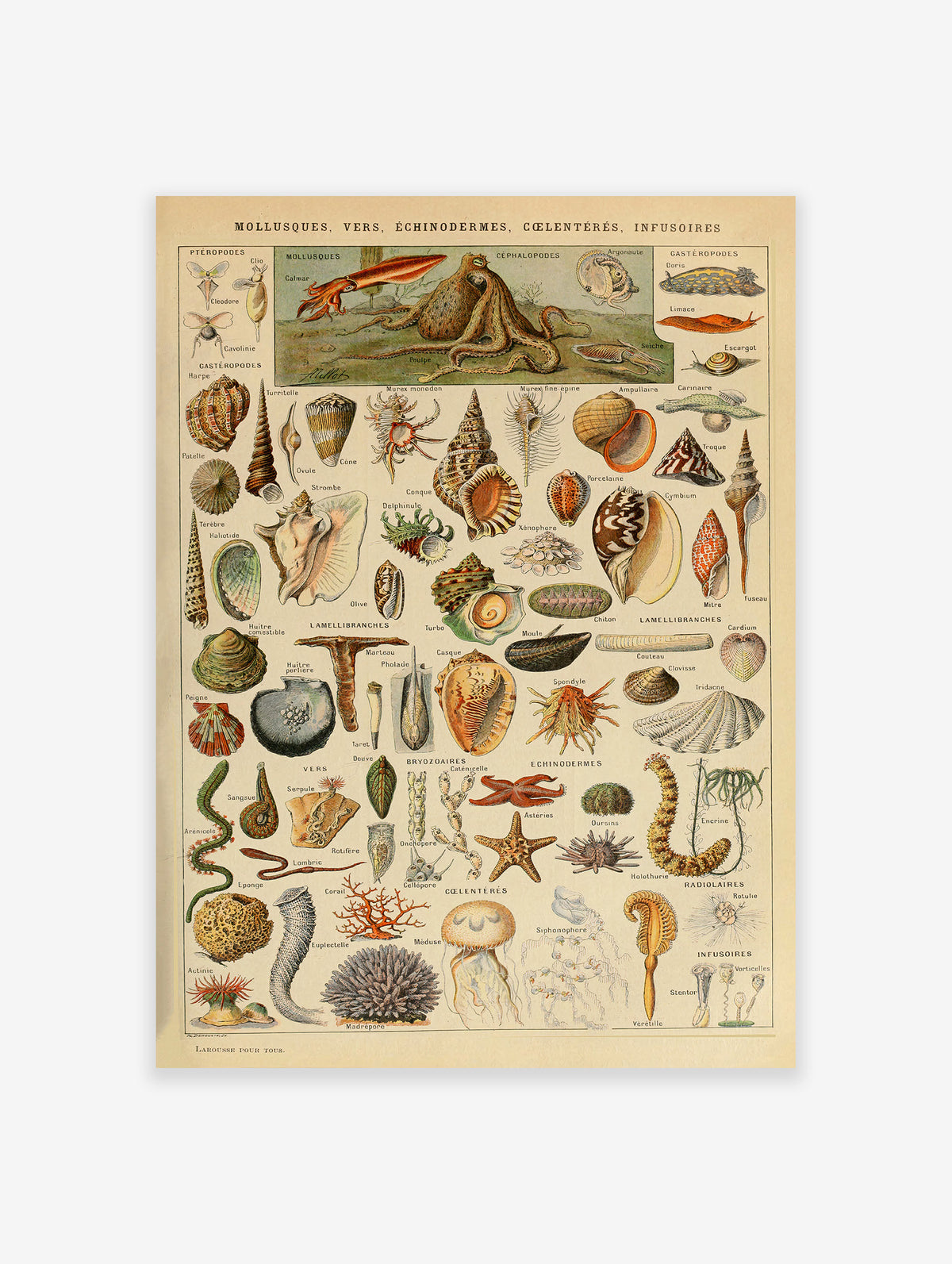 Sea Creatures Poster by Adolphe Millot, Adolphe Millot Print