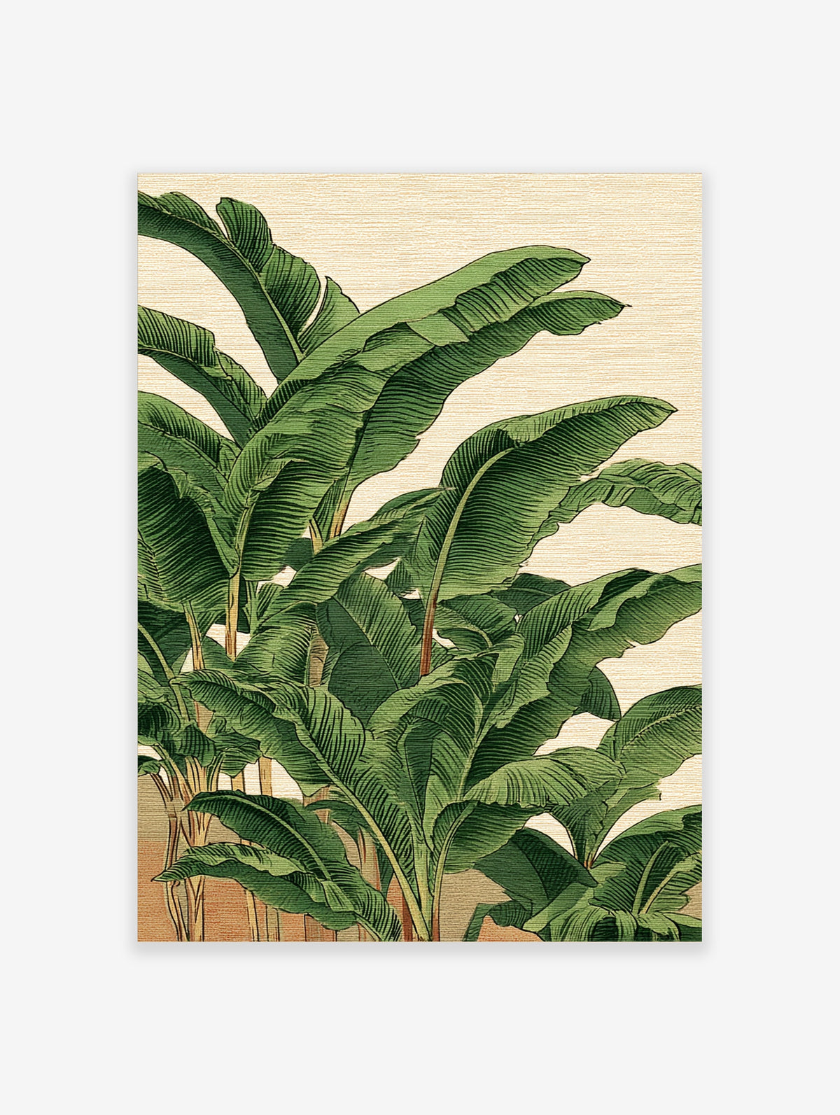 Illustration of large green banana leaves with detailed veins on a beige background, botanical art print