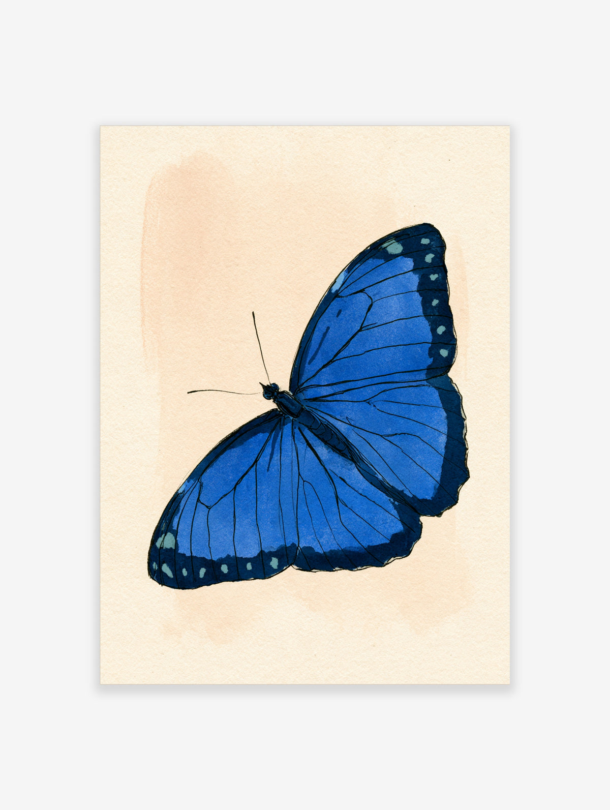Blue Morpho butterfly illustration with open blue wings and dark borders on cream background