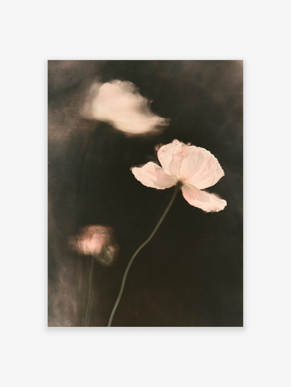 Pale pink poppy flower with motion blur on dark background, floral art print