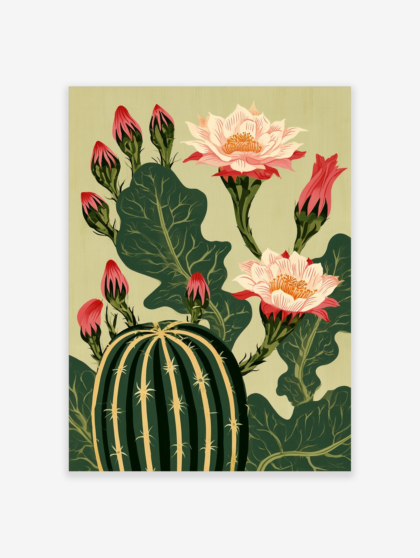 Botanical illustration of a green cactus with large pale pink flowers and red buds against a beige background
