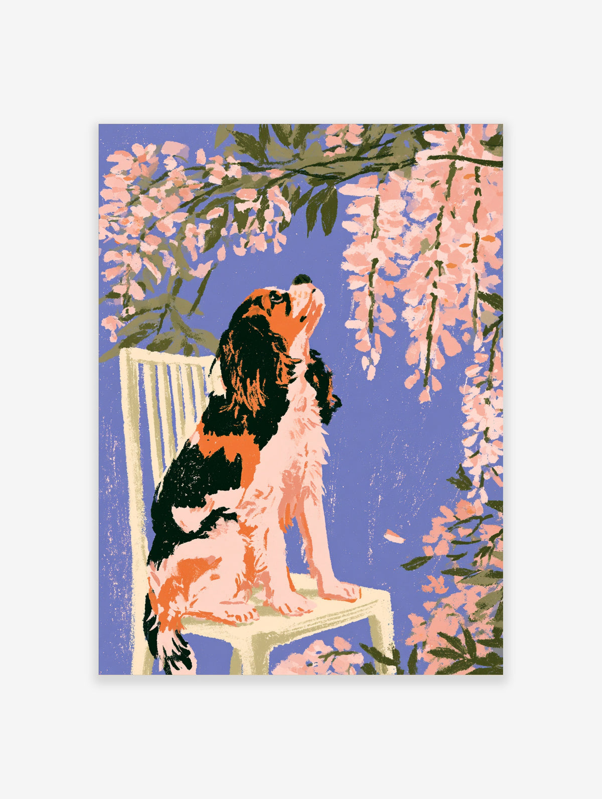Cavalier King Charles Spaniel sitting on a chair looking up at pink blossoms on a blue background