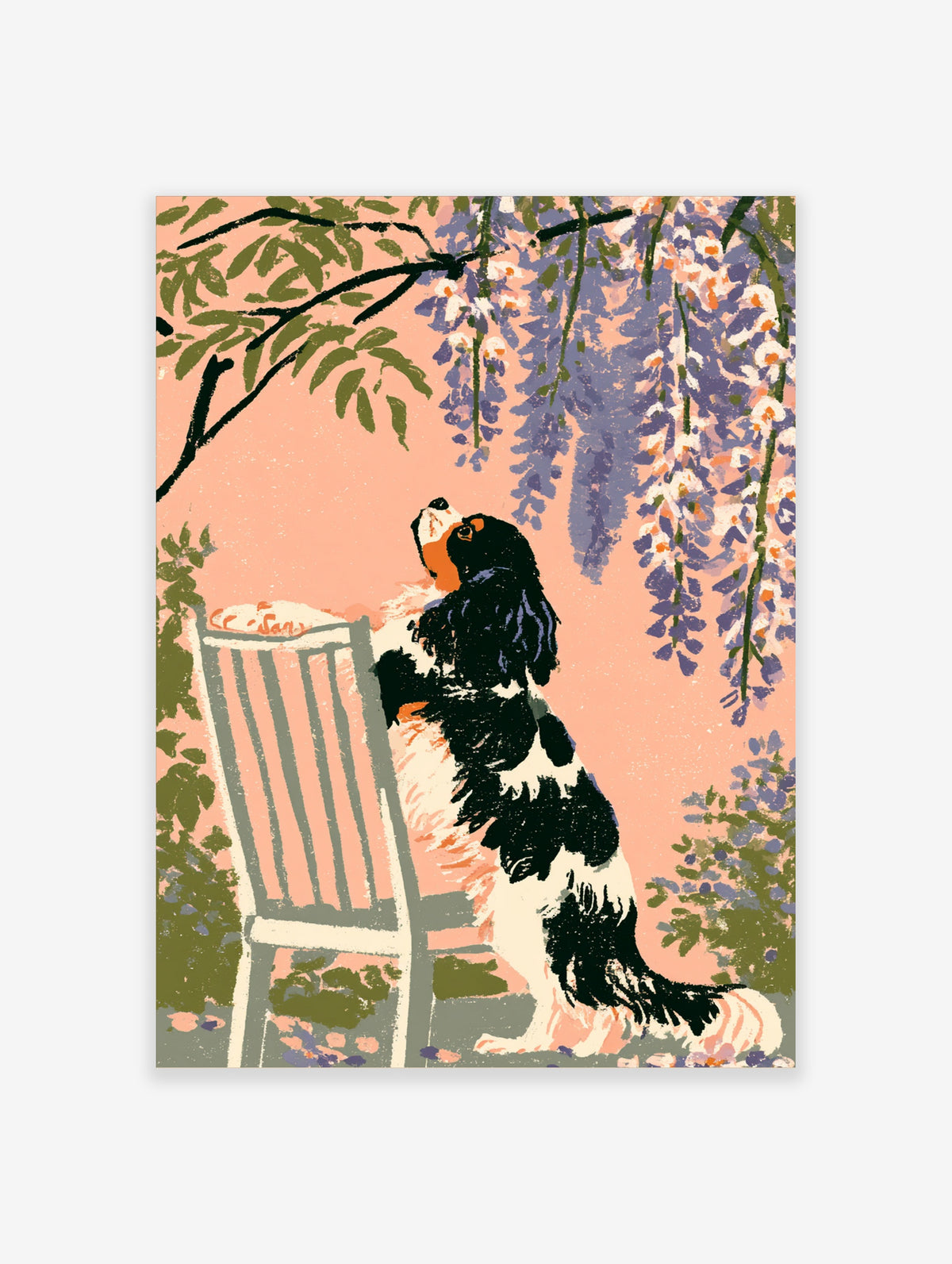 Cavalier King Charles Spaniel standing on a white chair looking up at purple wisteria on a peach background
