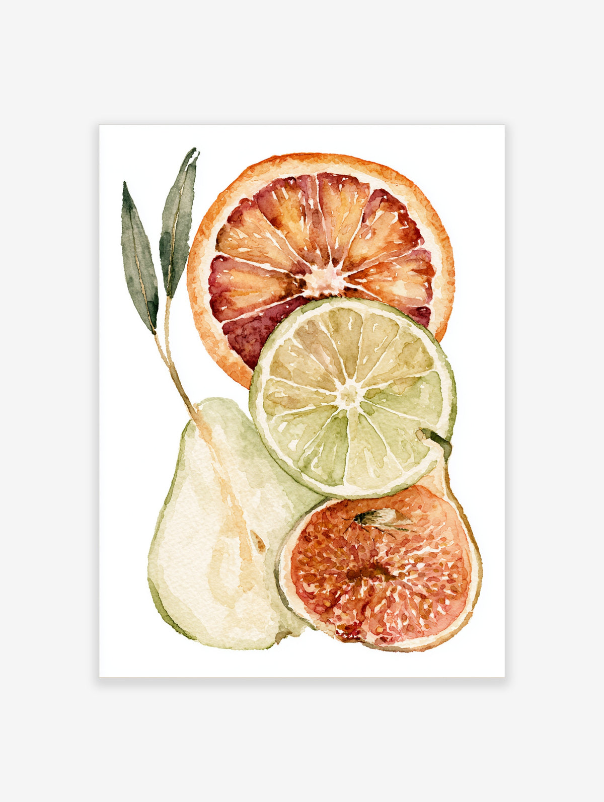 Watercolour citrus fruit slices with blood orange, lime, lemon and fig on white background