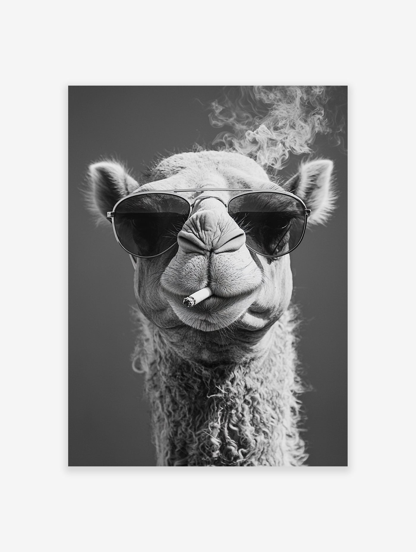 Black and white camel poster wearing sunglasses and smoking a cigarette, with smoke rising above its head.